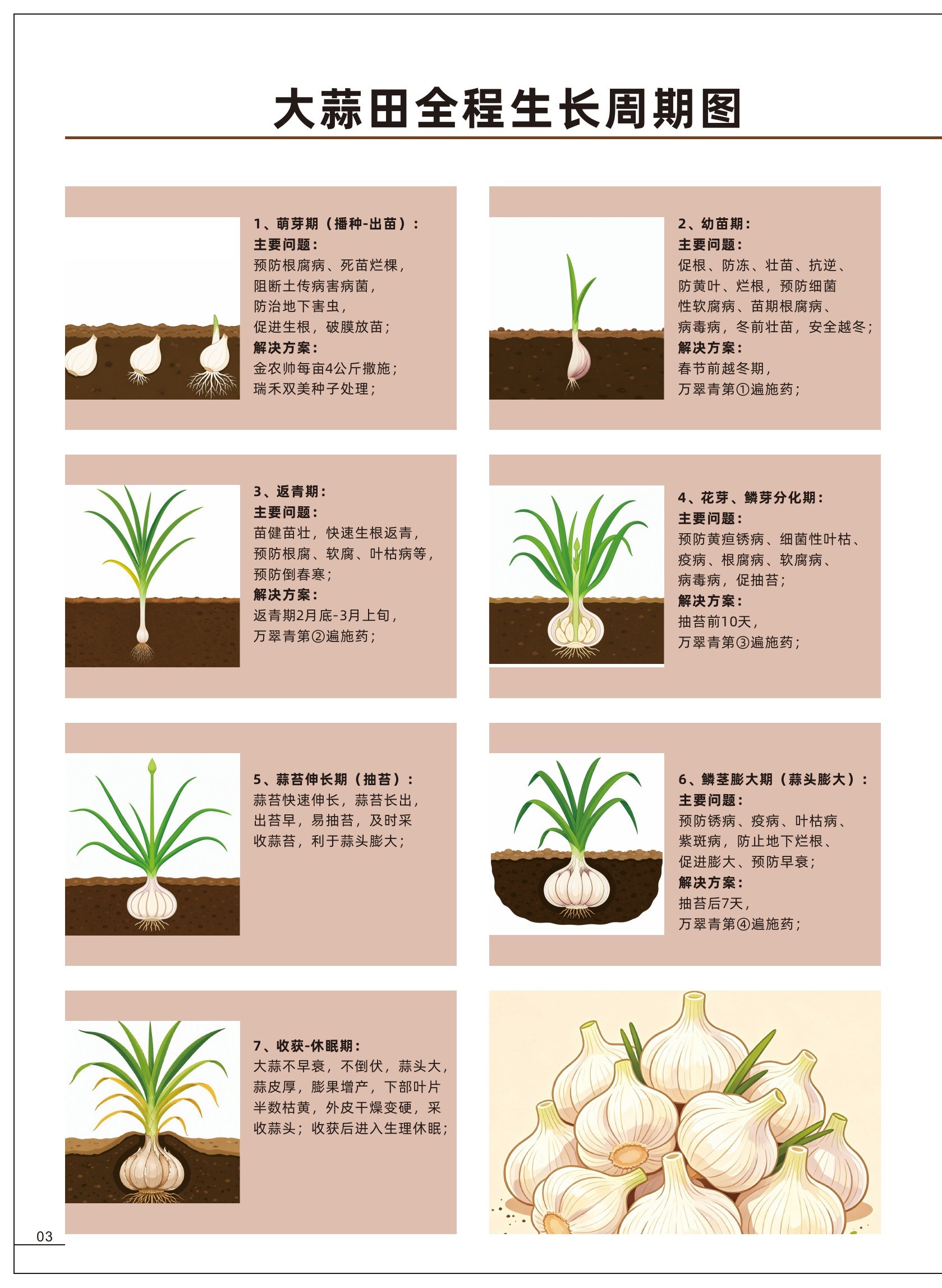 大蒜田全程生长周期图
